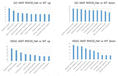 iWAT의 GO 및 KEGG분석