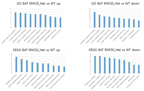 BAT의 GO 및 KEGG분석