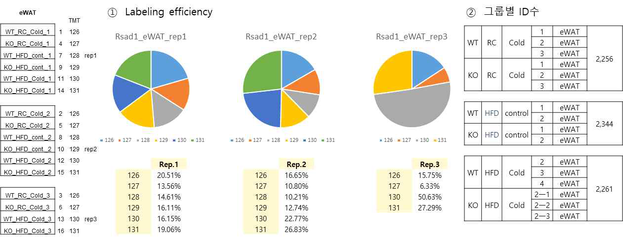 eWAT 단백질 labeling 비교
