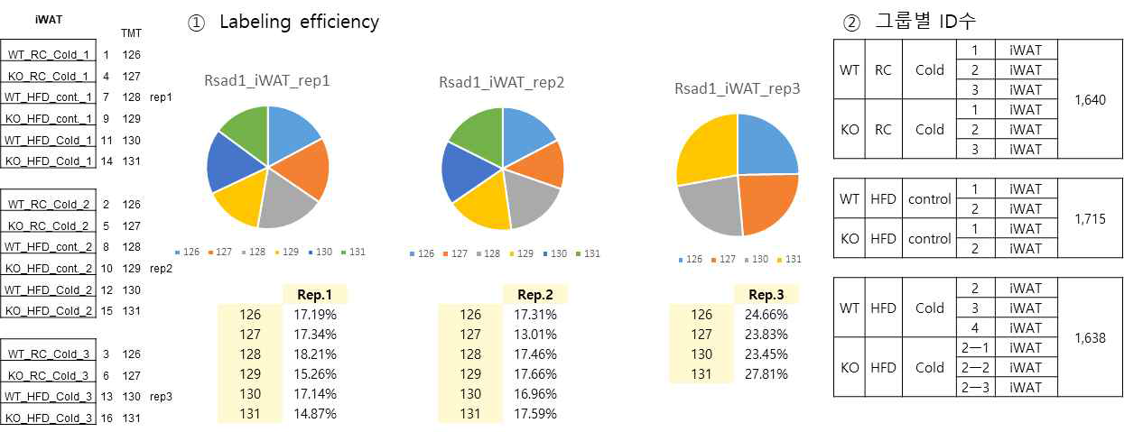 iWAT 단백질 labeling 비교
