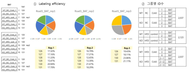 BAT 단백질 labeling 비교