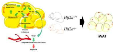 Hif2의 지방에서의 역할