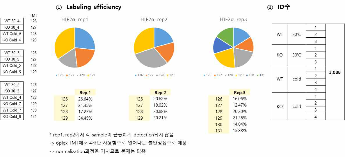 단백질 labeling 비교