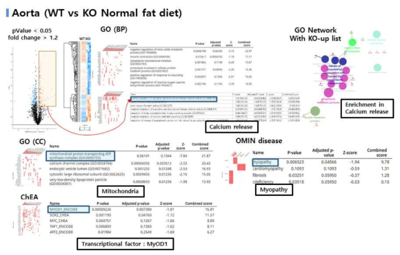 Cxcl5 KO의 Aorta에서 변화하는 GO의 심화 분석