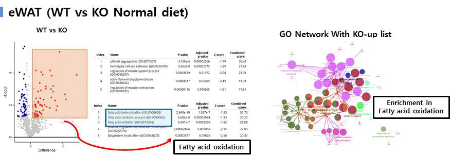 Cxcl5 KO의 eWAT에서 변화하는 GO의 심화 분석