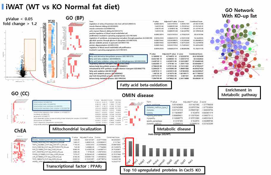 Cxcl5 KO의 iWAT에서 변화하는 GO의 심화 분석