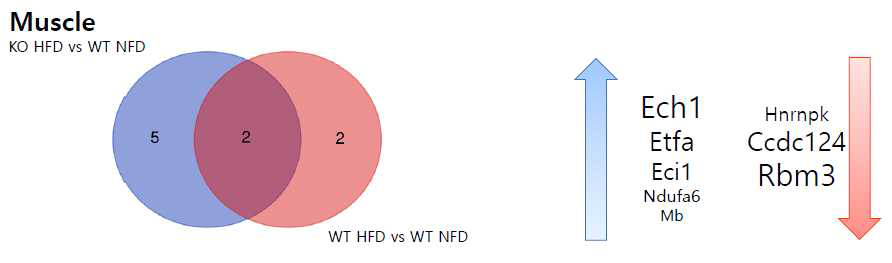 Muscle 단백체 차이에 따른 Ven diagram과 Cxcl5 KO HFD군에서 높아진 protein list