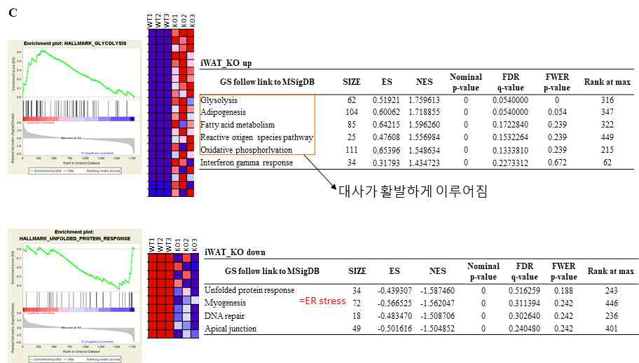 iWAT의 GSEA분석