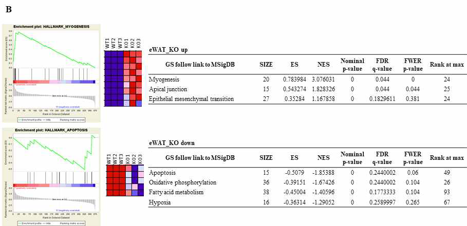 eWAT의 GSEA분석