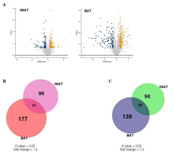 iWAT과 BAT의 up, down 단백질 비교 volcano plot과 벤다이어그램