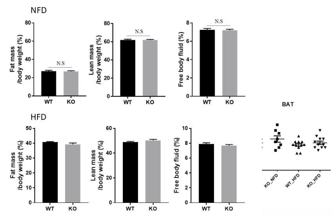 WT과 Cxcl5 KO 마우스의 식이 섭취에 따른 body composition