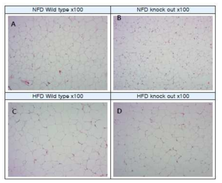 eWAT 조직 H&E 염색 결과