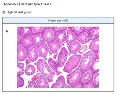 Testis 조직 H&E 염색 결과