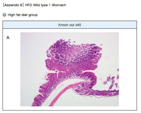 Stomach 조직 H&E 염색 결과 (WT)