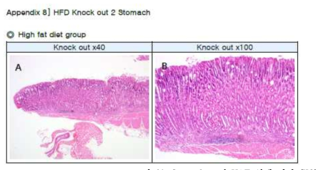 Stomach 조직 H&E 염색 결과 (KO)