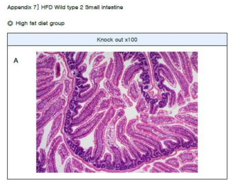 Small intestine 조직 H&E 염색 결과