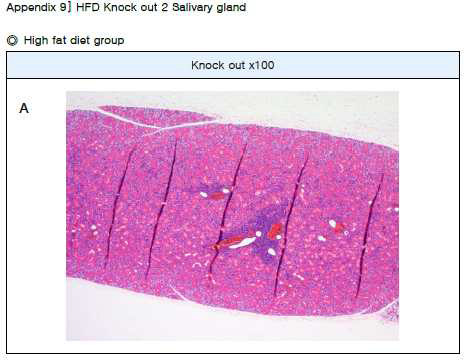 Salivary gland 조직 H&E 염색 결과