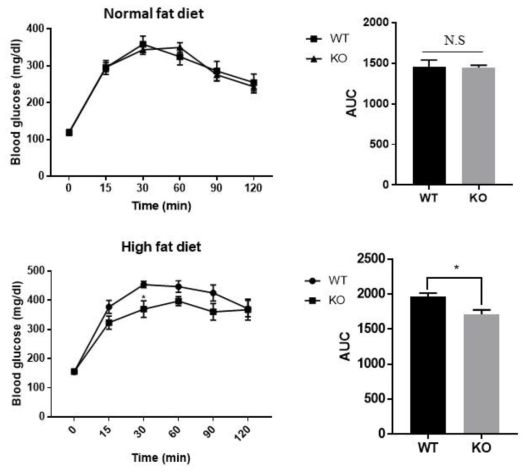 WT과 Cxcl5 KO 마우스의 IPGTT 측정 그래프