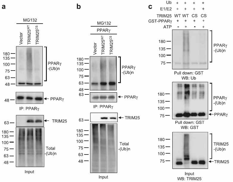 TRIM25의 E3 ligase 활성에 의한 PPARγ의 ubiquitination