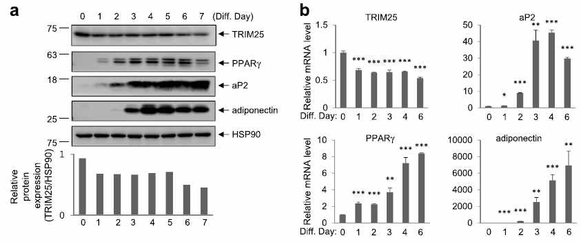 지방세포 분화 시 TRIM25와 PPARγ의 발현