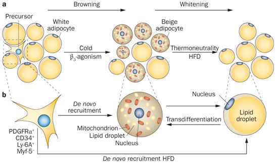 베이지 지방세포의 분화 및 백색지방으로의 역분화
