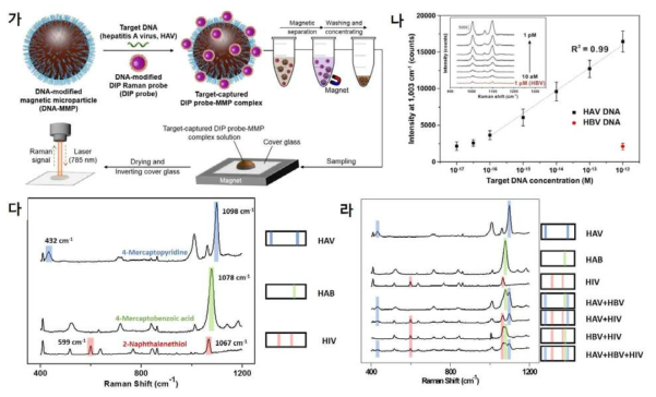 탈합금화(dealloying) 반응을 통한 플라즈모닉 나노갭 라만프로브 기반 타겟 DNA 검지: (가) 마이크로 자성 비드를 이용한 타겟 DNA (HAV DNA) 검지 시스템 개념도, (나) 플라즈모닉 나노갭 라만프로브 기반 타겟 DNA(HAV DNA) 검지 시스템의 검지능 확인, (다) 서로 다른 3종의 라만 물질 (4-mercaptopyridine, 4-mercaptobenzoic acid, 2-naphthalenethiol)을 도입한 내부 나노갭 라만 프로브 기반 타겟 DNA (HAV, HBV, HIV) 검지, (라) HAV, HBV, HIV 타겟 DNA 다중 검지