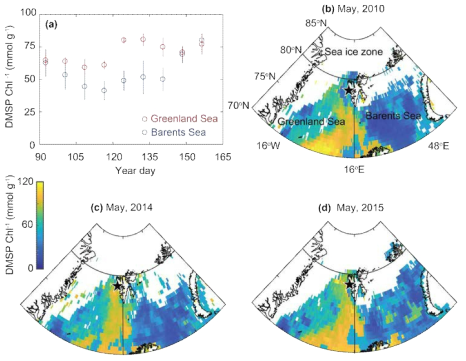 (a) The 8-day mean DMSP to chlorophyll ratios for May in 2010, 2014, and 2015. The blue and red circles indicate the mean DMSP to chlorophyll ratio for the Barents Sea (70oN– 80oN,16oE–50oE) and the Greenland Sea (70oN–80oN, 25oW– 16oE), respectively. The error bars indicate 1 standard deviation (1σ) from the mean values obtained in 2010, 2014 and 2015. (b–d) Monthly mean DMSP to chlorophyll ratio during May in (b) 2010, (c) 2014 and (d) 2015. The stars indicate the location of the Zeppelin station (78.5oN,11.8oE), Svalbard