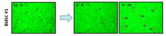 BMSC의 FBS:SACCS 비율 10:0~0:10까지 11단계에서 10세대까지의 형태학적 변화