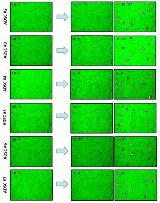 ADSC의 FBS:SACCS 비율 10:0~0:10까지 11단계에서 10세대까지의 형태학적 변화