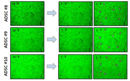 ADSC의 FBS:SACCS 비율 10:0~0:10까지 11단계에서 10세대까지의 형태학적 변화