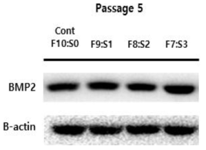 PDLSC 5세대에서의 초기 골분화 관련 단백체 발현 확인