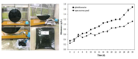 광생물반응기(Photobioreactor, PBR)에서 스피룰리나 배양 및 생체량 변화 비교