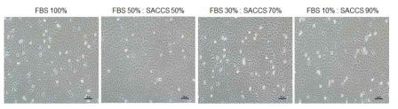 Lot#3 SACCS에서 배양된 T24 세포주의 형태학적 관찰
