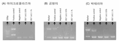 SACCS PCR 오염도 검사. (A) 마이크로플라즈마 오염도 검사 (B) 곰팡이 오염도 검사 (C) 박테리아 오염도 검사