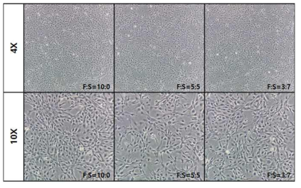 Ps-1세대의 SACCS 적응 FHM 세포주의 morphology