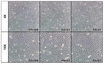 Ps-1세대의 SACCS 적응 CHSE-214 세포주의 morphology