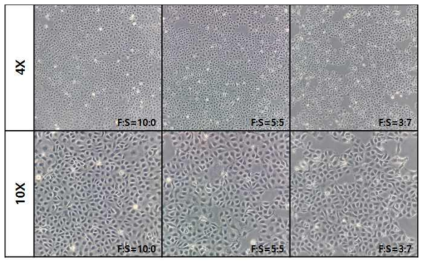 Ps-10세대의 SACCS 적응 CHSE-214 세포주의 morphology