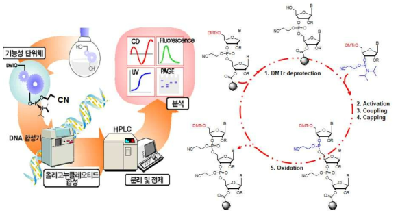 올리고뉴클레오티드 합성 프로토콜