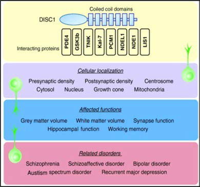 DISC1단백질의 세포내 위치 관련 뇌발달 기능 및 질환