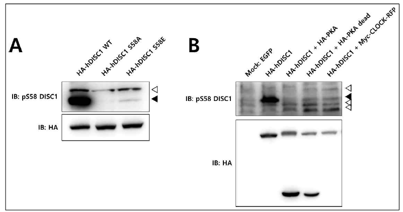 pS58 DISC1 antibody를 활용한 over-expressed DISC1 단백질의 Ser58 인산화 검출조건 확립 및 PKA kinase 연관성 재확인. (A) HEK293 cell-line에 HA-tagged human DISC1의 wild-type 및 Ser58 mutant 들을 각각 over-expression 후, DISC1 S58 인산화 검출. (B) HEK293 cell-line에 HA-hDISC1와 kinase construct를 co-transfection 한 뒤, DISC1 pS58 antibody를 사용한 Western-blot을 통해 DISC1 S58 인산화 변화 확인