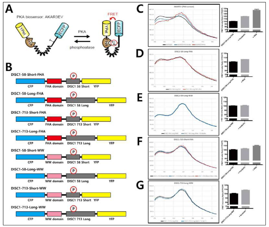 FRET 기반 DISC1 S58 및 S713 인산화 검출 단백질센서 개발. (A) 일본 교토대학 Michiyuki Matsuda group에서 개발한 Phogemon construct 중 PKA kinase activity 센서의 작용 원리. (B) 본 연구진이 제작한 Phogemon-pDISC1 단백질센서 종류. DISC1 Ser58과 Ser713의 short-form (10 a.a.)과 long form (20 a.a.)이 각각 FHA와 WW domain의 C-terminus 부분에 삽입되었음. (C) Phogemon construct 중 PKA kinase activity 센서인 AKAREV를 활용한 FRET 측정 및 PKA effect 분석 결과 예시. (D-G) Phogemon-pDISC1 단백질 센서 중 일부의 FRET 측정 결과 및 PKA dependency 분석 결과