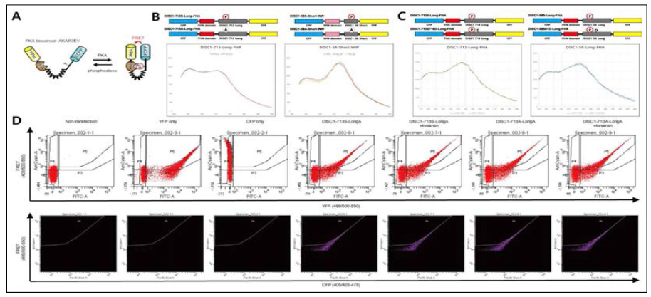 FRET 기반 DISC1 S58 및 S713 인산화 검출 단백질센서 개발. (A) 일본 교토대학 Michiyuki Matsuda group에서 개발한 Phogemon 센서의 작용 원리. (B) Phogemon-pDISC1 단백질센서가 DISC1 인산화를 특이적으로 검출하는지 검증하기 위해, DISC1 Ser58 혹은 Ser713 residue가 alanine으로 치환된 phospho-deficient form의 Phogemon-pDISC1 센서를 제작하고 FRET 신호가 유의미하게 감소하는지 확인. (C) Phogemon-pDISC1 단백질센서의 DISC1 인산화 검출 효율을 높이기 위해 DISC1 Ser58 혹은 Ser713의 +3 residue에 해당하는 Val61 및 Val716 residue를 Aspartate로 치환한 mutant를 제작 및 검증. (D) FACS 기법을 활용하여 single cell 수준에서 DISC1 인산화 수준 검출을 시도함