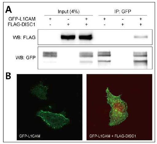 L1cam 유전자의 기존 조현병 병인유전자 Disc1과의 연관성 확인. (A) HEK293 cell-line에서 L1CAM 과 DISC1의 protein-protein interaction 여부 확인. (B) HEK293 cell-line에서 L1CAM과 DISC1 사이의 co-localization 확인