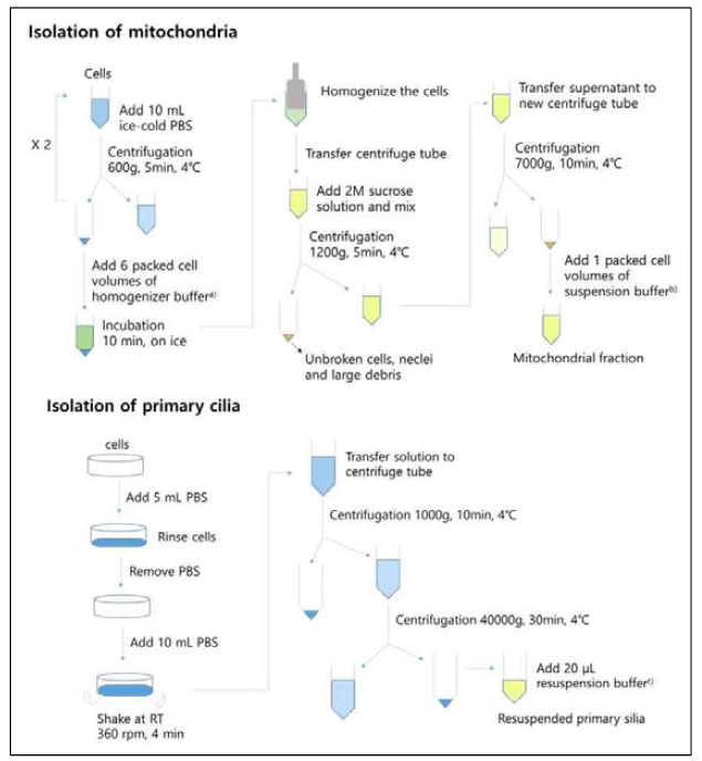미토콘드리아 및 섬모 분리 방법