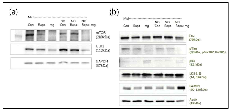 (a) 산화질소(NO) 발현에 의한 mTOR-ULK-1 작용기작 변화 (b) 산화질소(NO) 발현에 의한 Tau 관련기작 변화