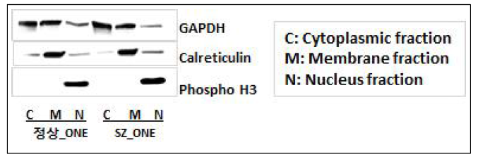 세포질 구획(Cytoplasmic fraction), 세포막 구획 (Membrane fraction), 세포핵 구획(nuclear fraction) 분리확인