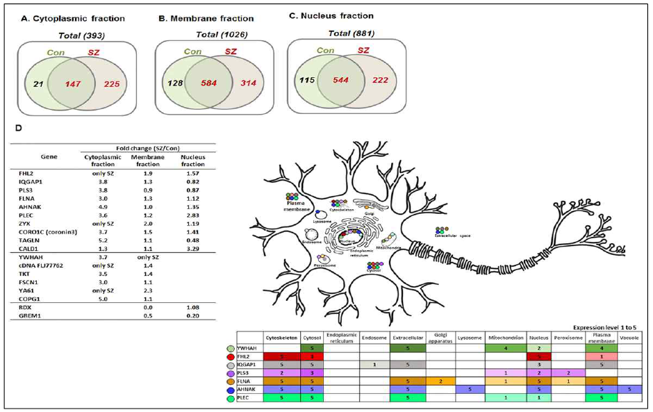 (A) 세포질 구획(Cytoplasmic fraction) (B) 세포막 구획 (Membrane fraction) (C) 세포핵 구획(nuclear fraction)에서 정상 ONE(Con)과 조현병 ONE (SZ)에서 동정된 단백질 개수를 보여주는 벤다이어그램. (D) 세포질, 세포막, 세포핵의 구획 중 2가지이상 구획에서 확인되며, 또한, 한 구획 이상에서 환자군과 정상인에서 3배 이상의 차이 및 쥐 brain에서 발현되는 후보 표적 단백질 목록 및 모식도. 이들 세포내 단백질의 분포도를 gene expression을 기준으로 보여주는 모식도(Genecard,http://www.genecards.org/)