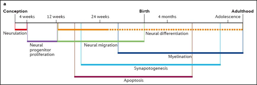 인간 신경발달과정의 time-line