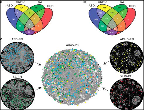 자폐스펙트럼장애(ASD), 주의력결핍과잉행동장애(ADHD), X-염색체연관 인지장애(XLID), 조현병(SZ)간의 candidate genes network venn diagram