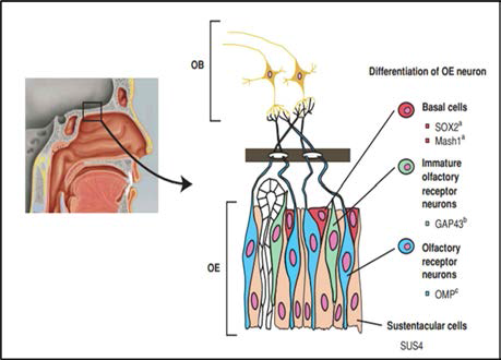 Olfactory Neuroepithelium (ONE)의 구조